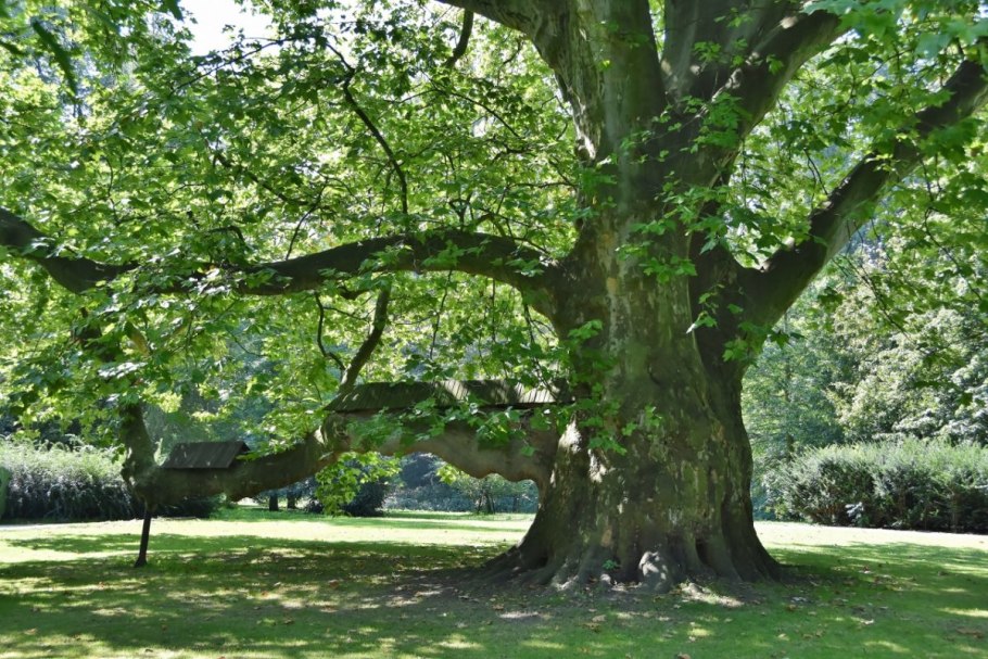 Платан дерево в Крыму Ореанда