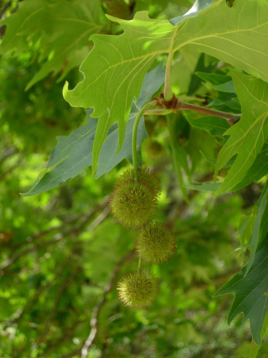 Платан Западный (Platanus occidentalis l.) ствол