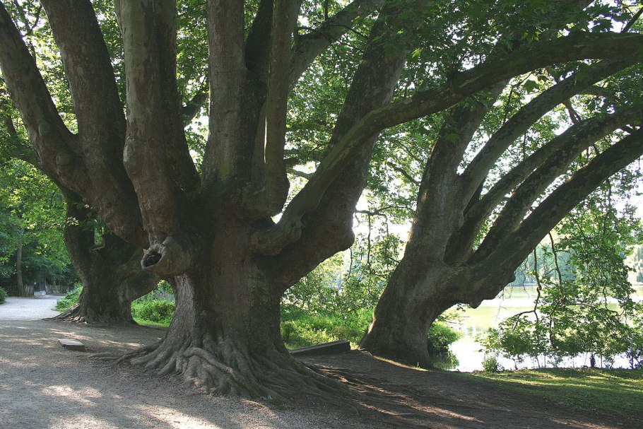 Платан Восточный (Platanus orientalis)