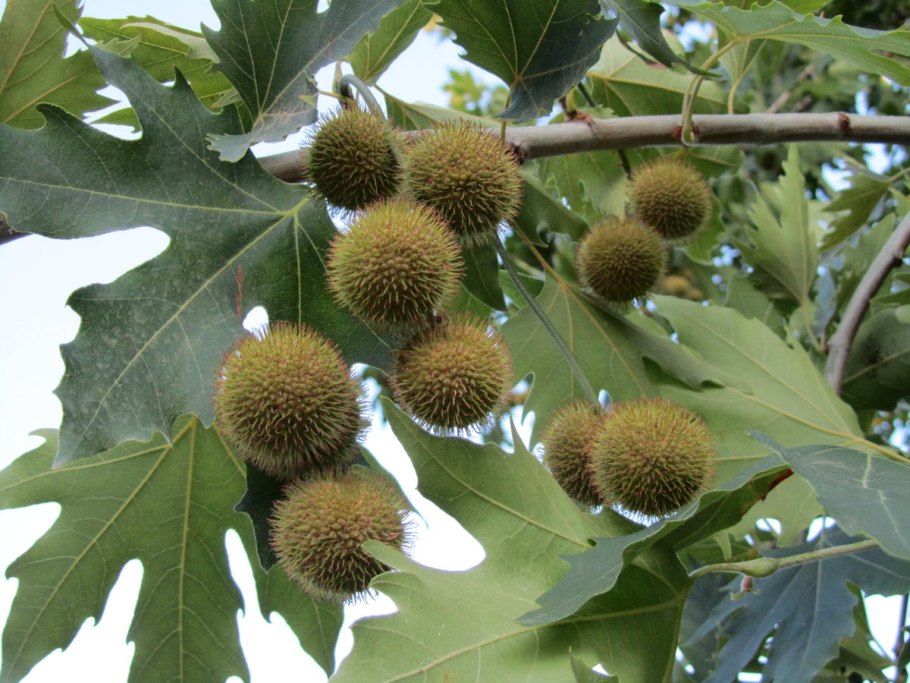 Sycamore дерево