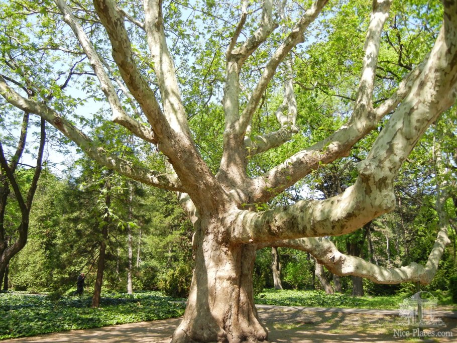 Платан Восточный (Platanus orientalis)