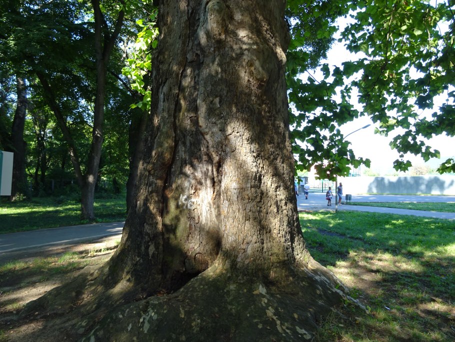 Платан Чинара плод