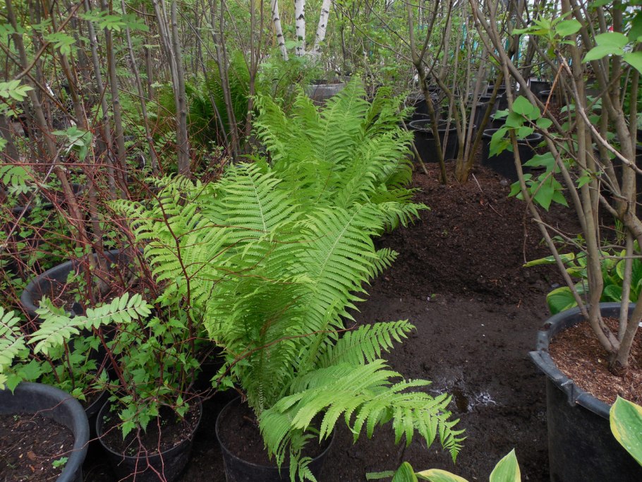 Нефролепис Росток