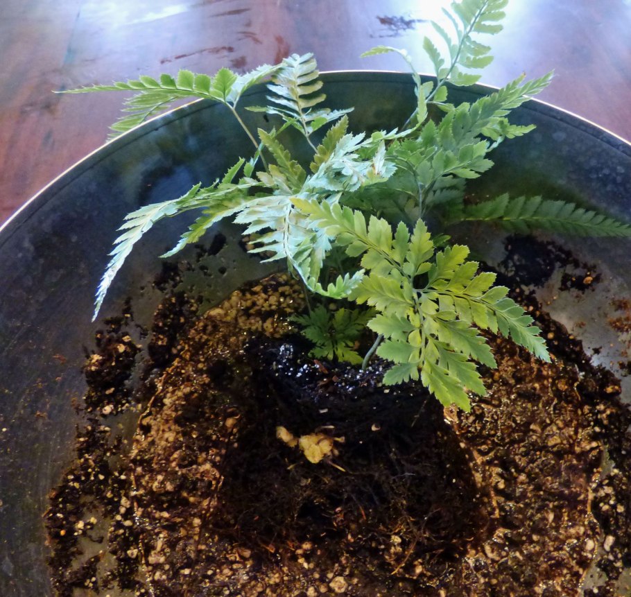 Рассадка папоротника