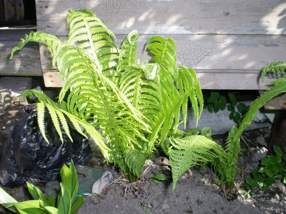 Нефролепис Лесной