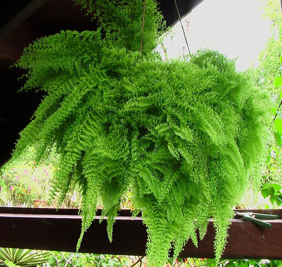 Папоротник Даваллия(заячья лапка)