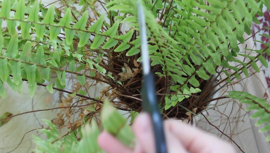 Щитовник красносорусовый autumn