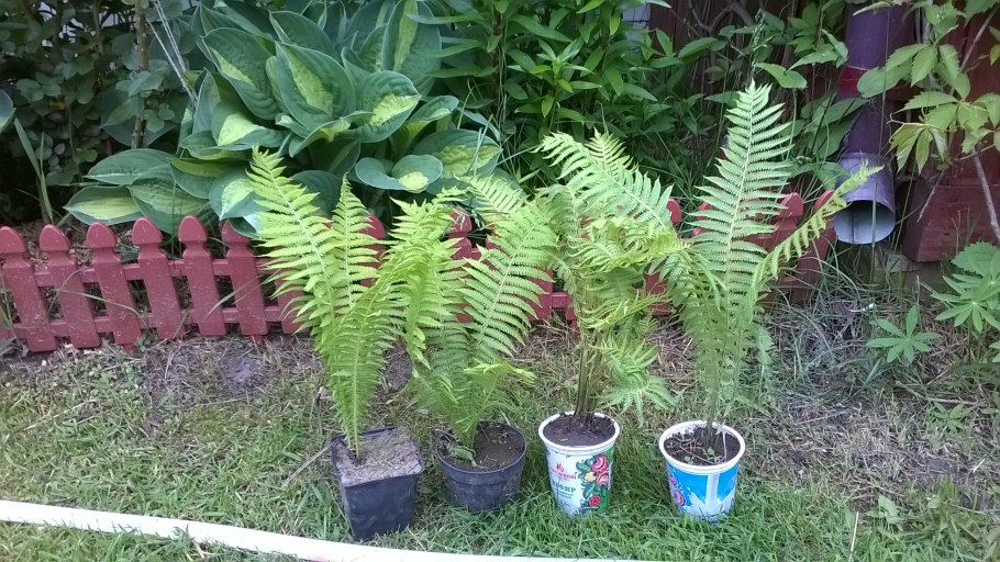 Папоротник Осмунда Королевская