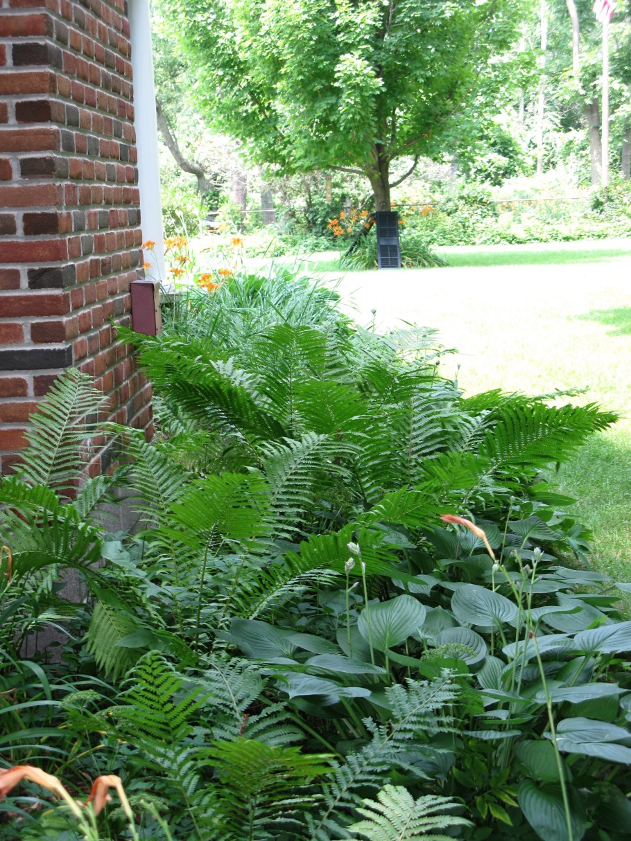 Папоротник комнатный отростки