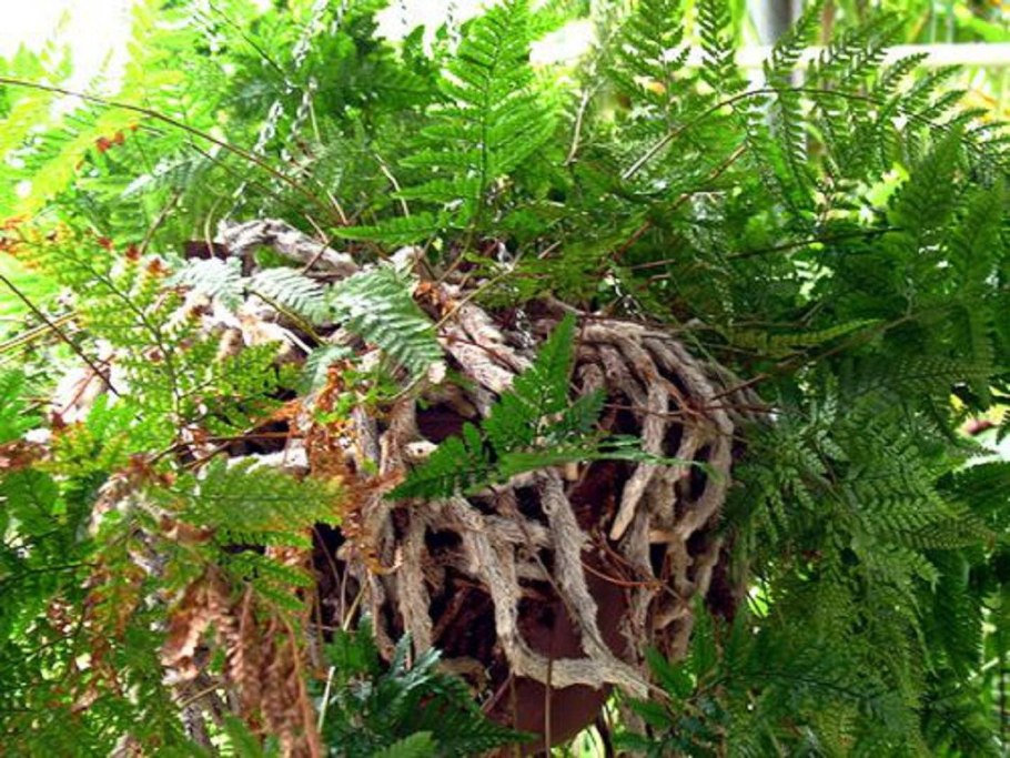 Папоротник во сне