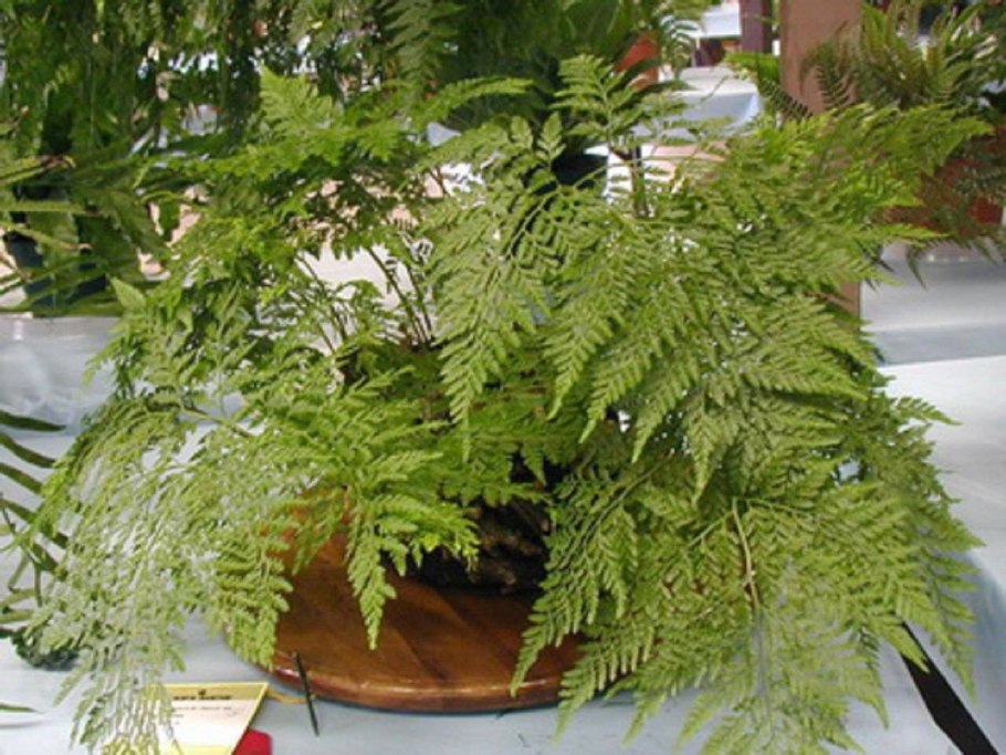 Папоротник огородный