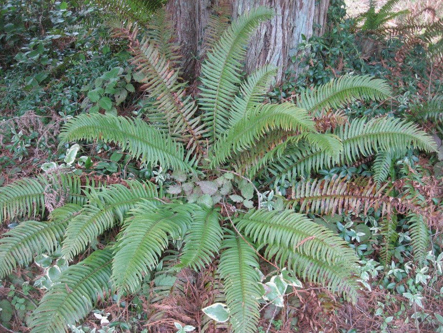 Папоротник страусник