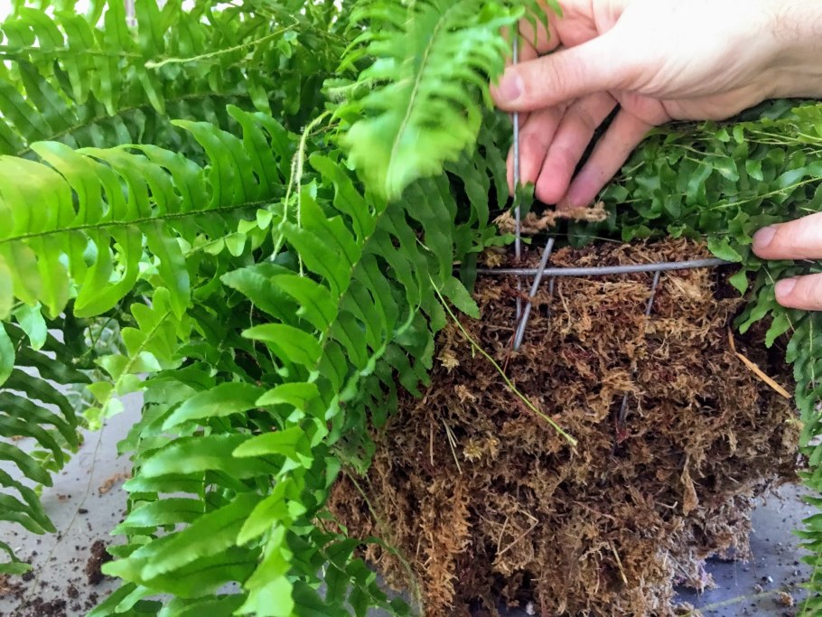 Папоротник садовый