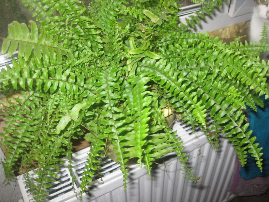 Адиантум стоповидный