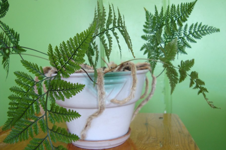 Страусник обыкновенный