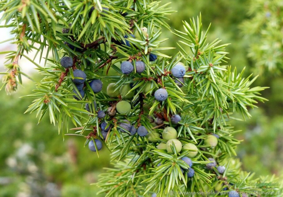 Можевельникиказацкиц ягоды