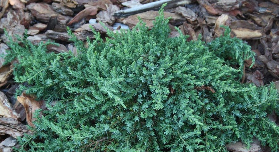 Можжевельник обыкновенный ягоды