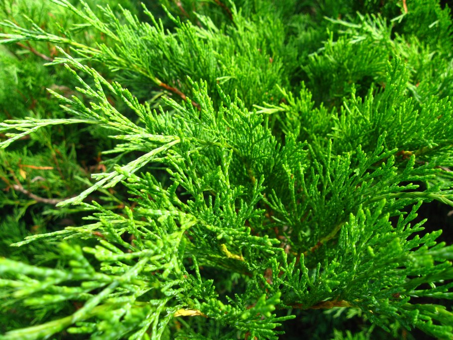 Микробиота перекрестнопарная Джакобсен