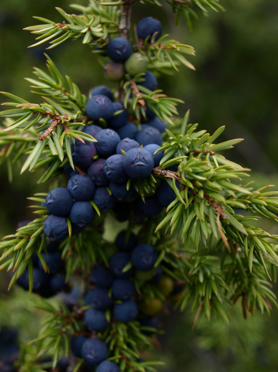Можжевельник обыкновенный Шишкоягоды