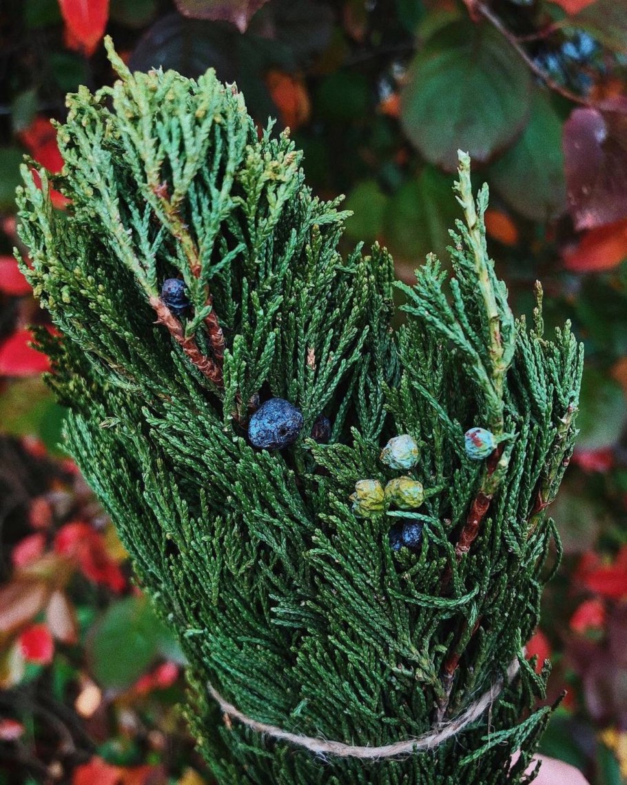 Можжевельник обыкновенный (Juniperus communis)