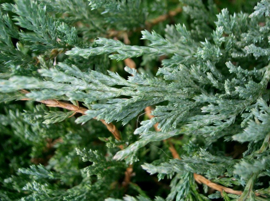 Можжевельник казацкий Шишкоягоды