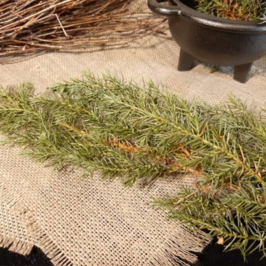 Шишкоягоды можжевельника