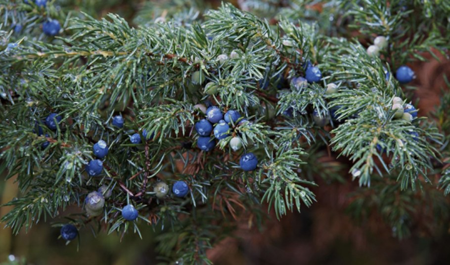 Можжевельник Juniperus communis