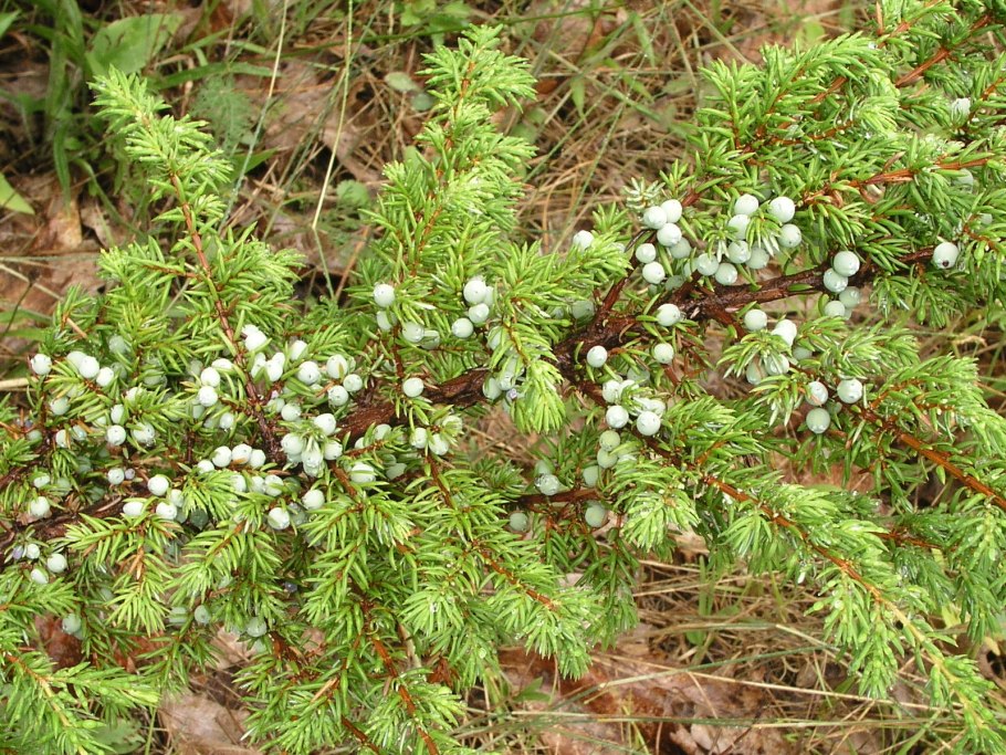 Верес можжевельник