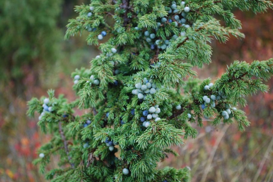 Можжевельник куст
