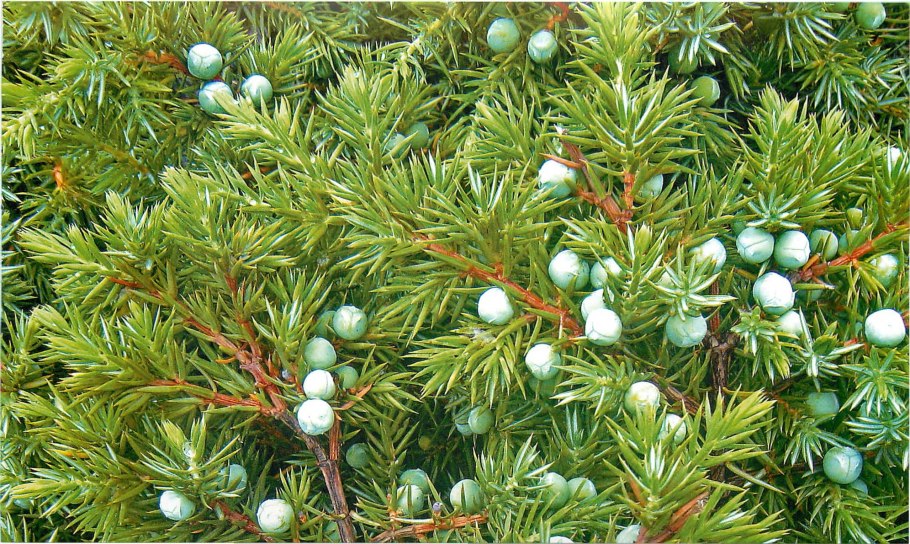 Можжевельник обыкновенный хвоя