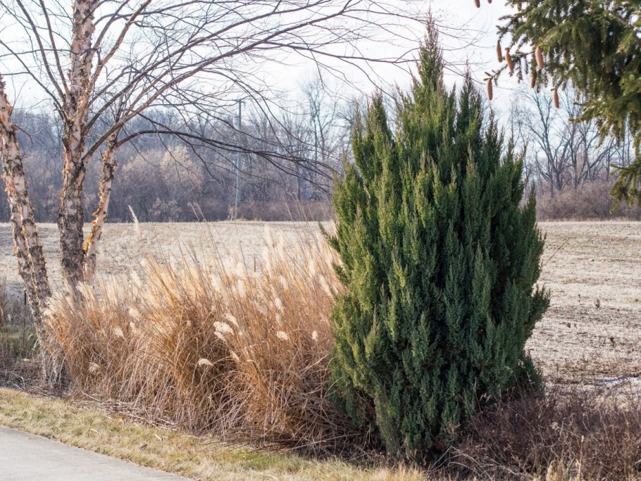 Можжевельник Буш