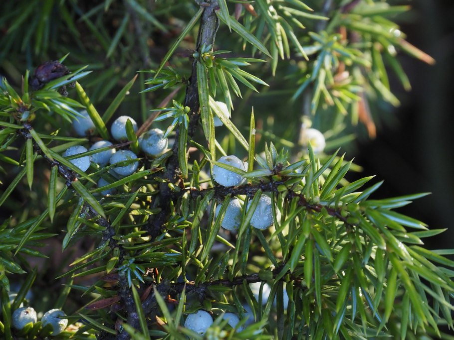 Можжевельник казацкий в миксбордере