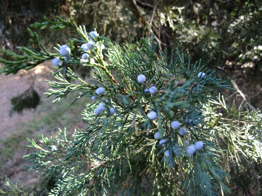 Можжевельник обыкновенный тенелюбивый
