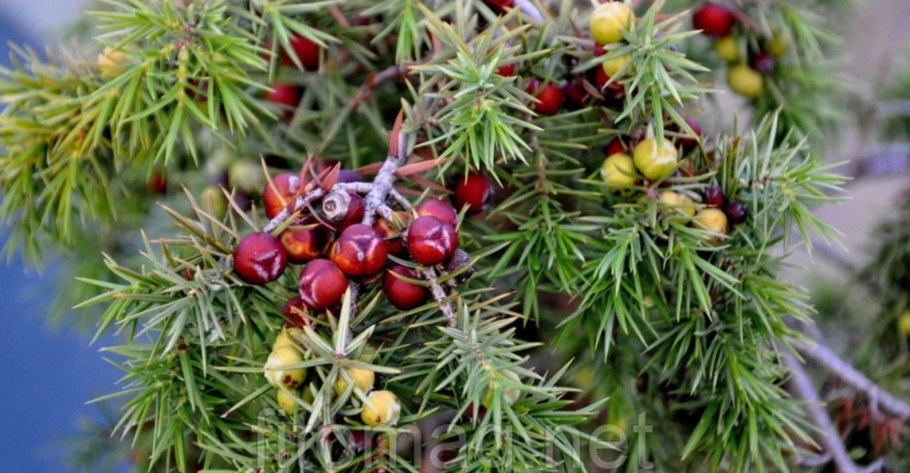 Можжевельник обыкновенный колючий