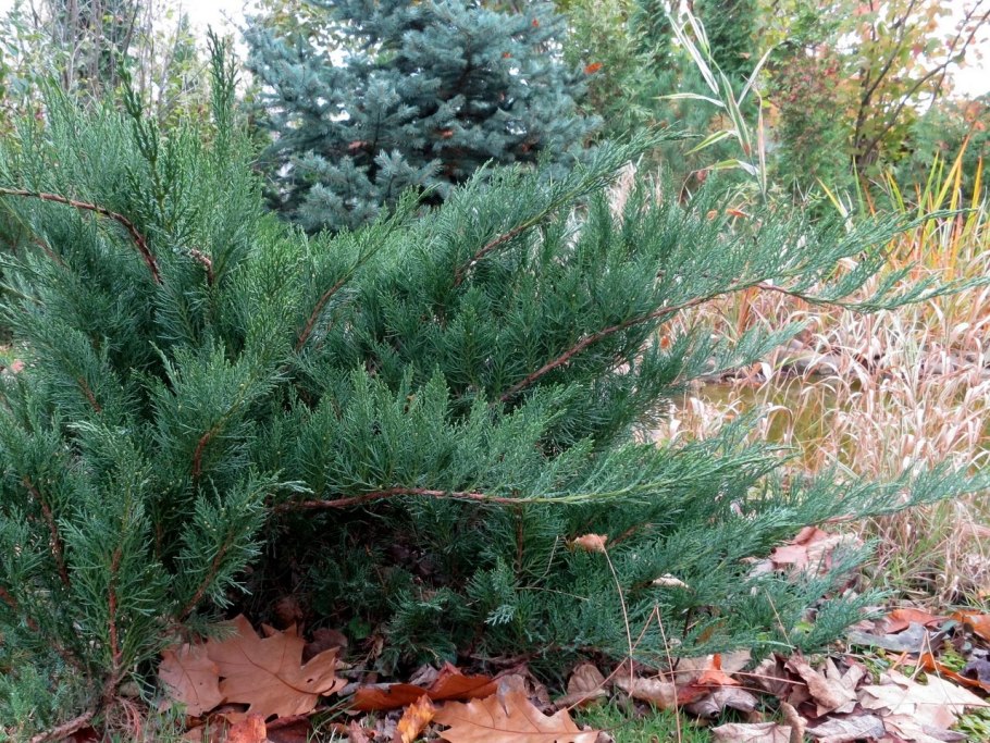 Можжевельник красноплодный