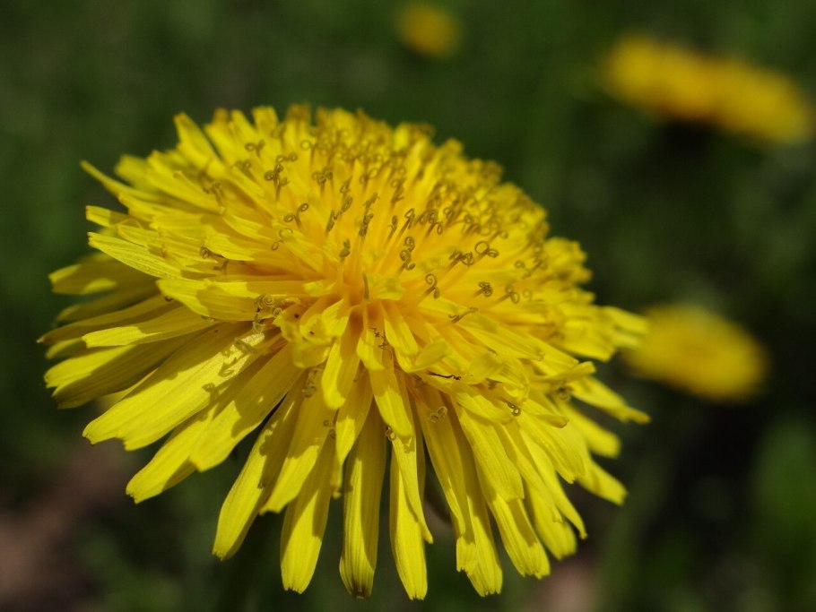 Сложноцветные растения одуванчик