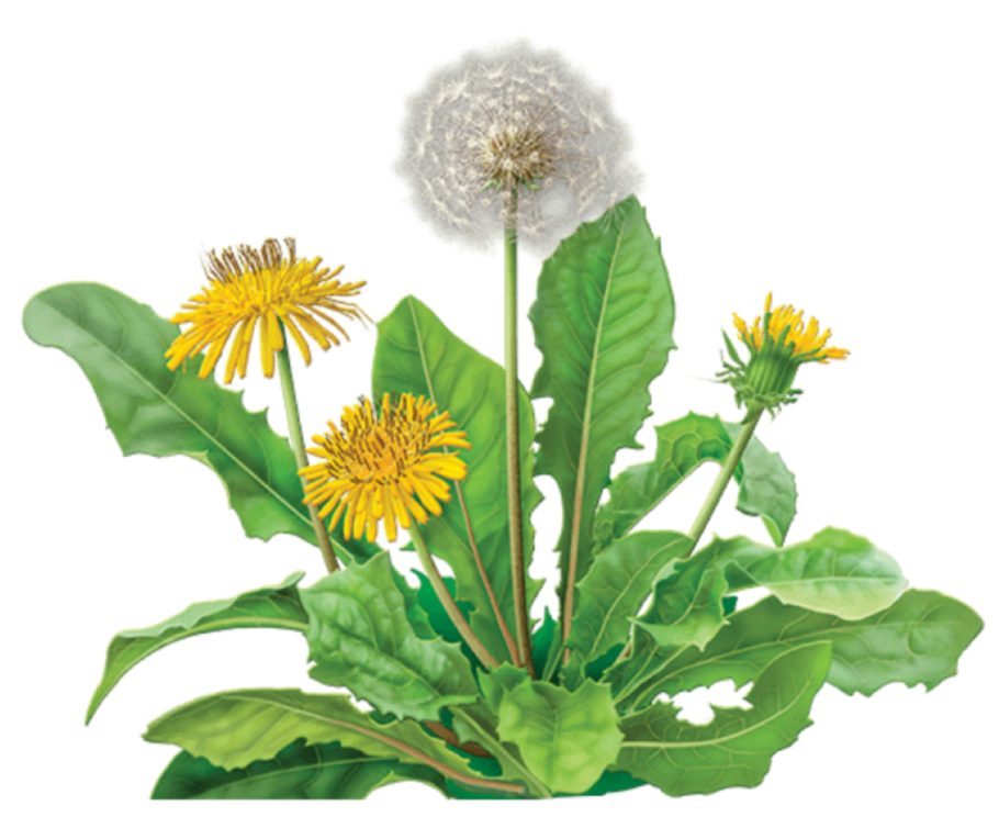 Сложноцветные одуванчик