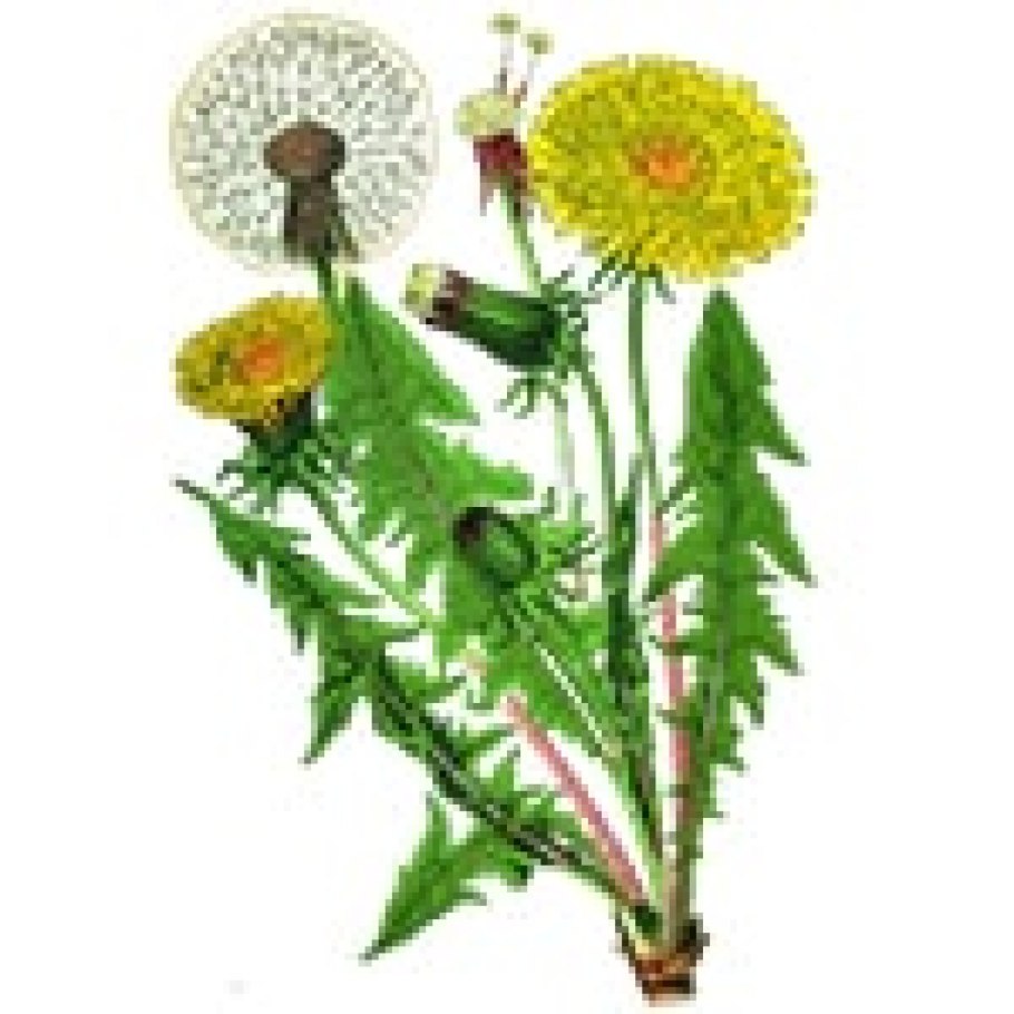 Одуванчик после дождя