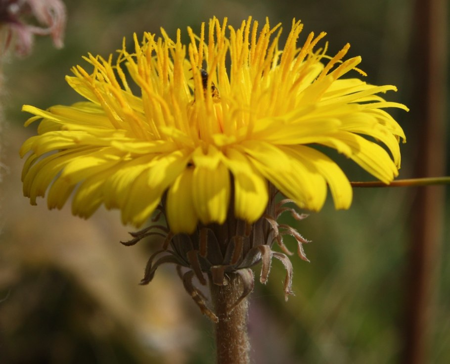 Taraxacum Serotinum