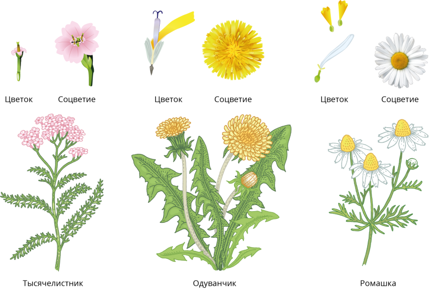 Taraxacum officinale иллюстрация