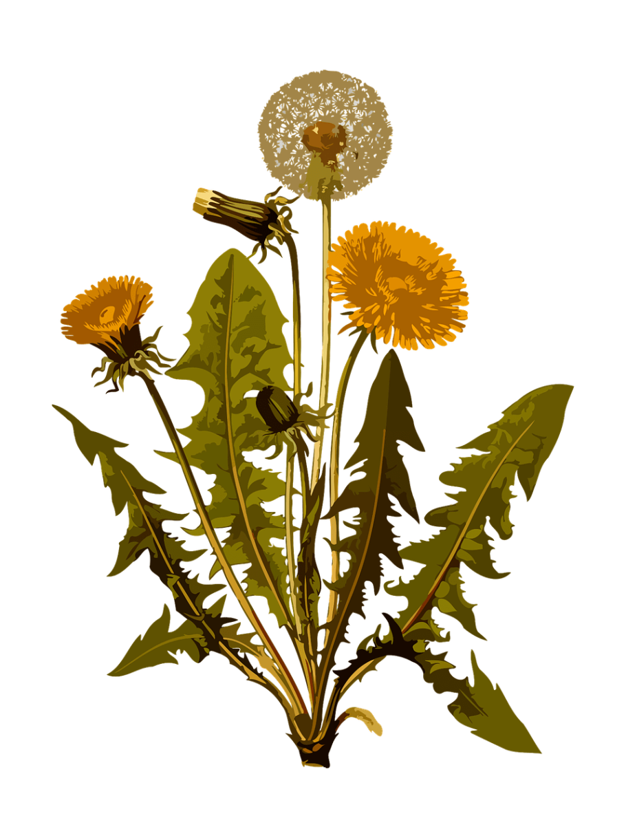 Одуванчик лекарственный- Taraxacum officinale web.
