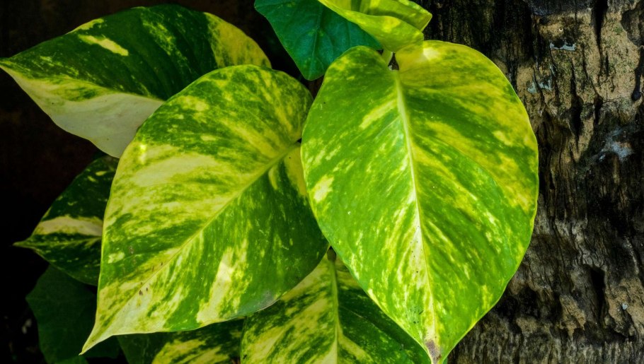 Лиана сциндапсус пятна