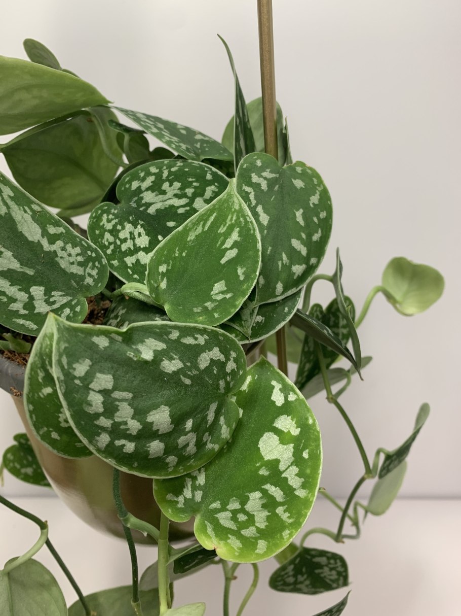 Комнатное растение Лиана с пестрыми листьями