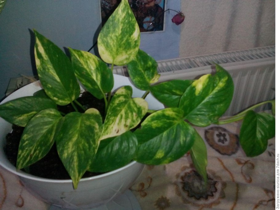 Сциндапсус расписной