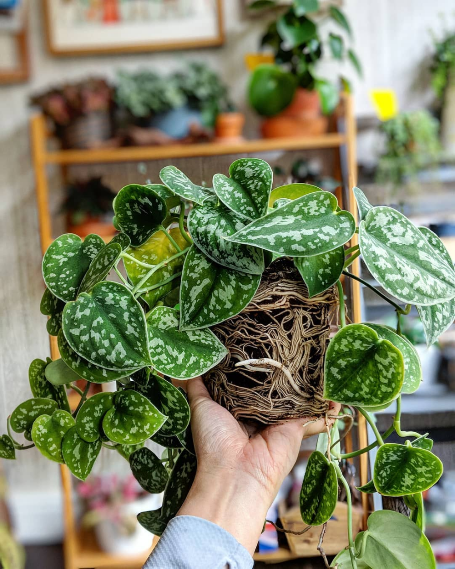 Эпипремнум неон пятна