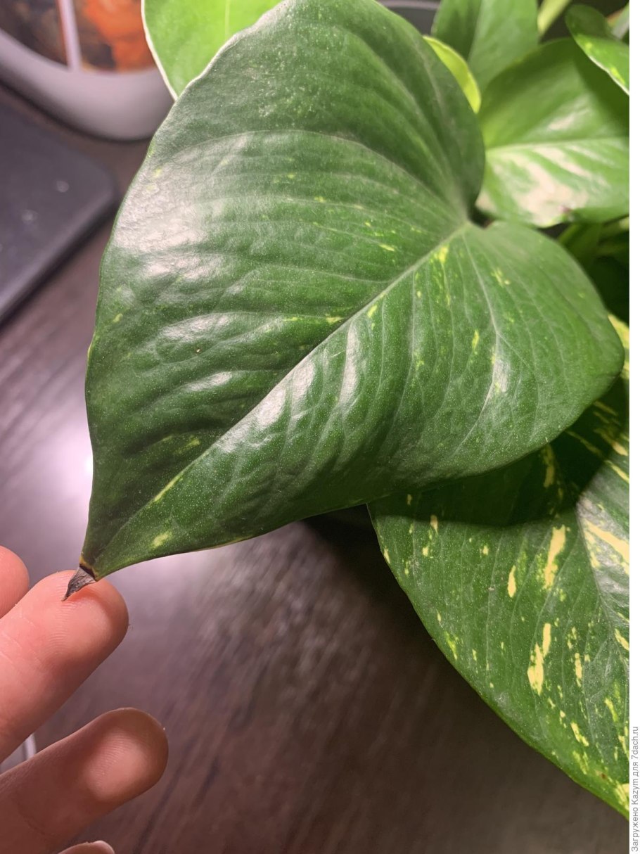 Сциндапсус в ванной