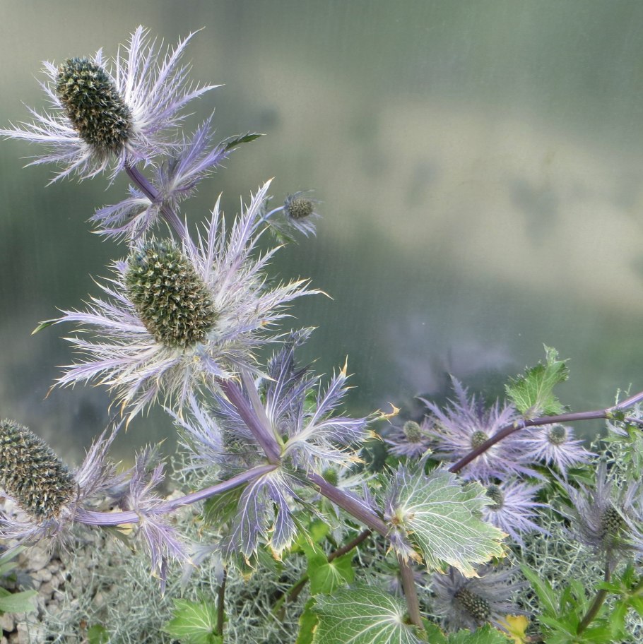 Синеголовник плосколистный Eryngium Planum