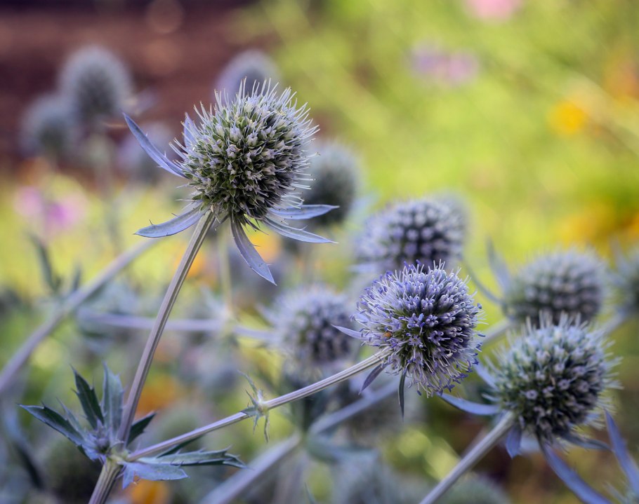 Синеголовник (Eryngium)