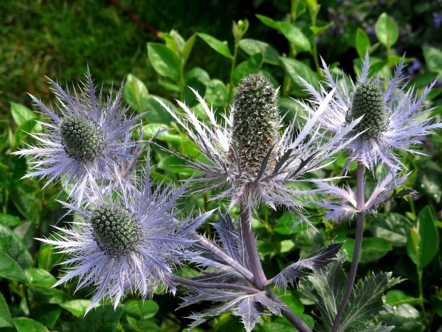 Синеголовник (Eryngium)