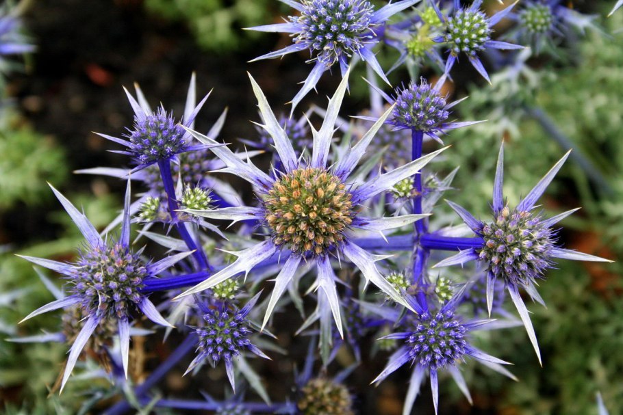 Синеголовник плосколистный Eryngium Planum